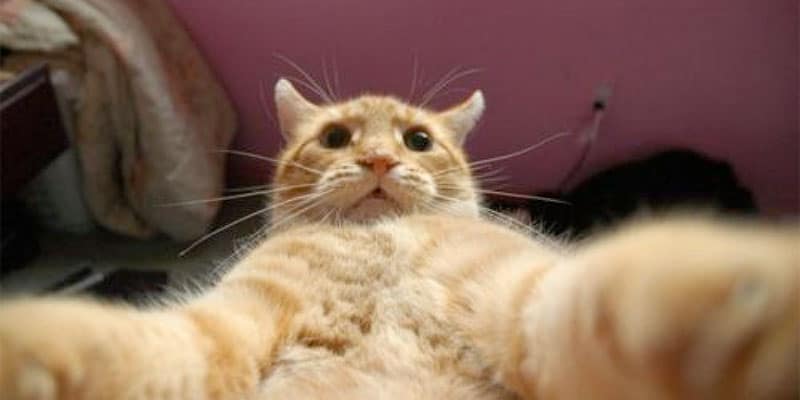 katt-selfie