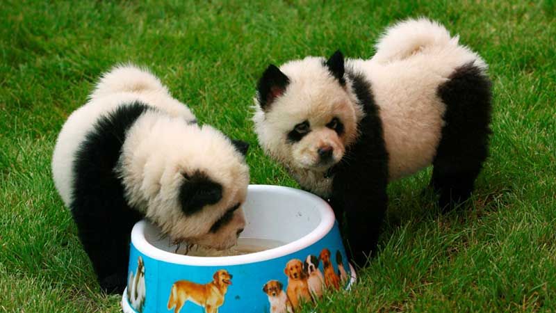 Pandahund