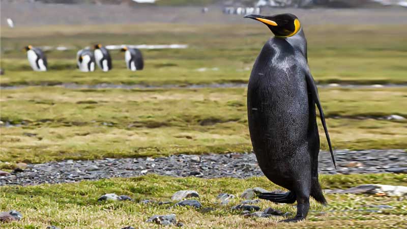 Svart Pingvin