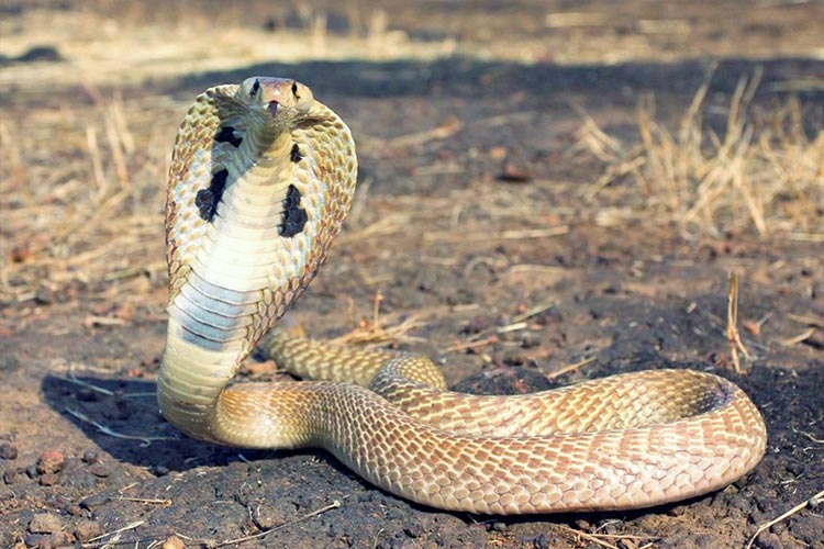 Filippinsk kobra