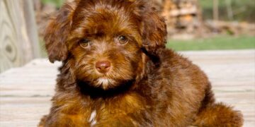10 sötaste blandrashundarna