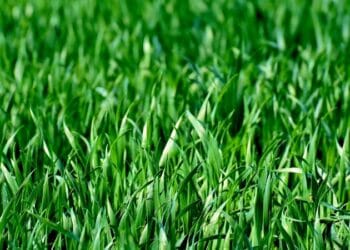 5 sätt att få den perfekta gräsmattan