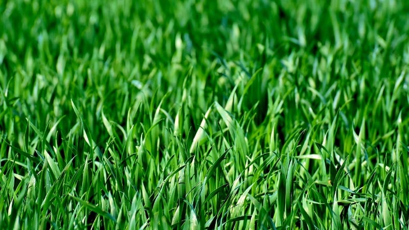 5 sätt att få den perfekta gräsmattan