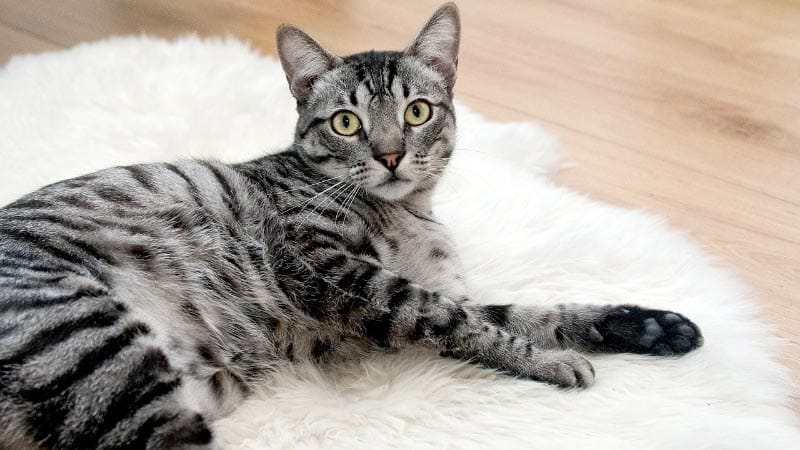 5 tips - så hittar du rätt kattförsäkring
